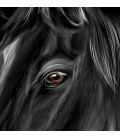 T-Shirt Prince Noir, le cheval Black Beauty, 100% coton Bio